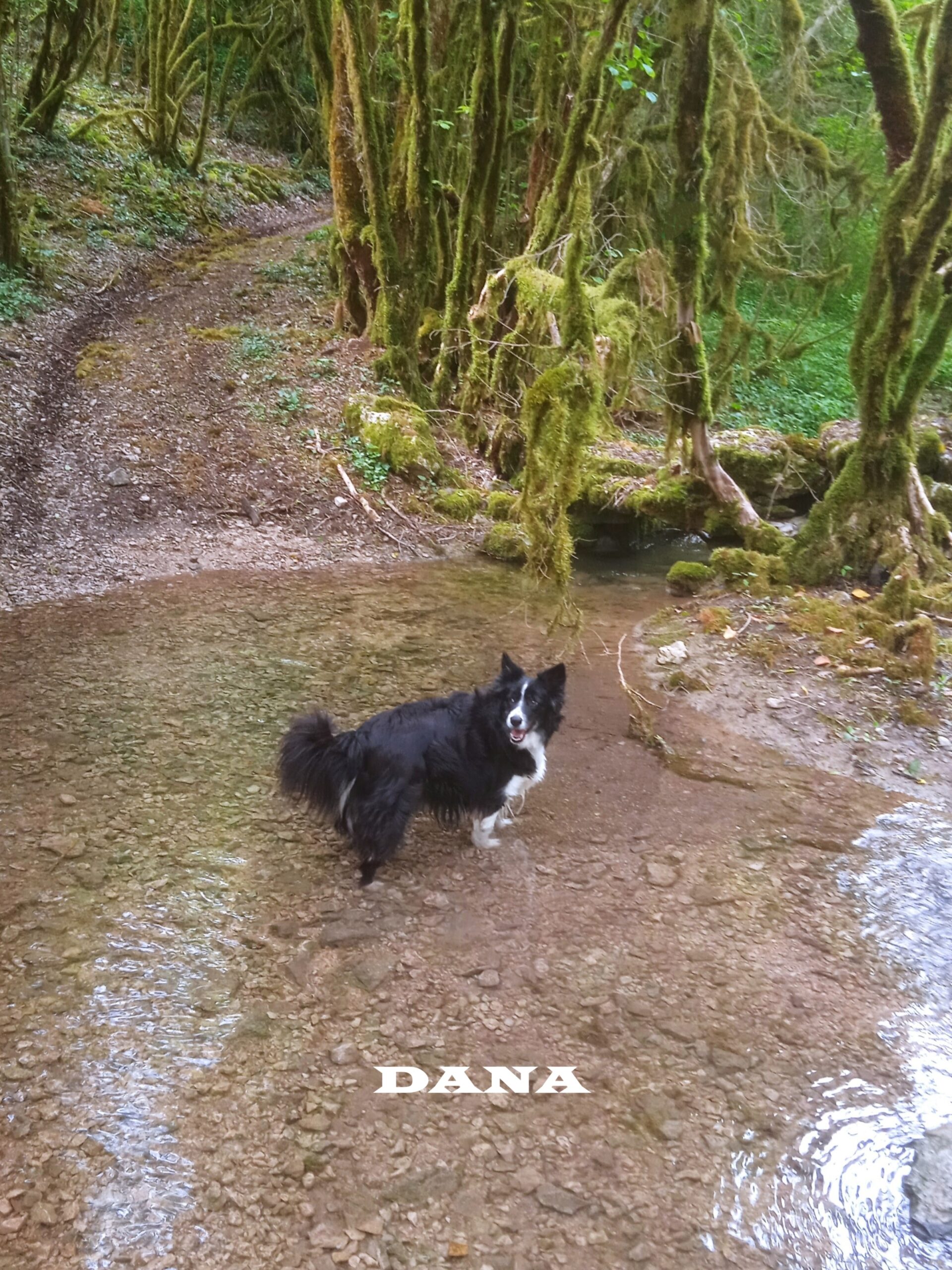 Dana, border collie, traversant une route coupée par l'eau après la pluie